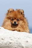 SPITZ ALLEMAND 203